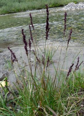 Molinia caerulea subsp. caerulea - 
