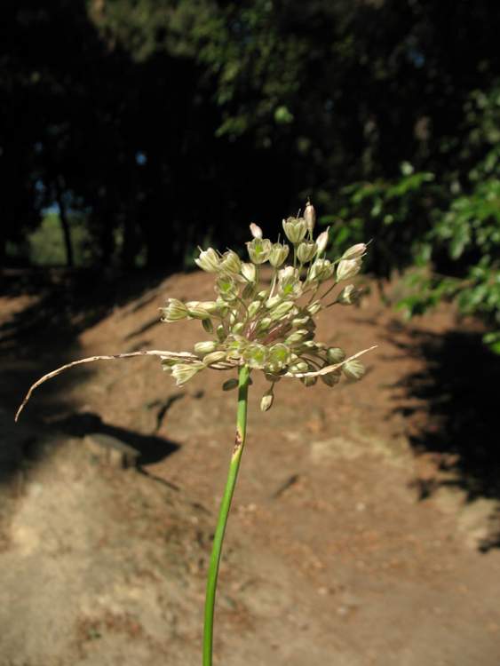 Allium longispathum F. Delaroche
