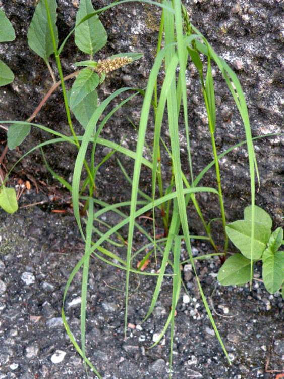 Eragrostis curvula (Schrad.) Nees