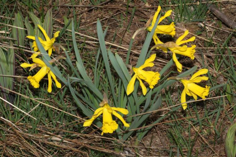 Narcissus pseudonarcissus L.