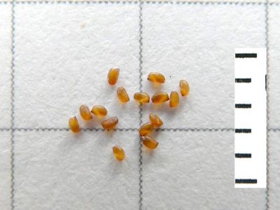 Eragrostis curvula - a