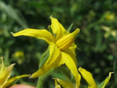 Solanum lycopersicum L. 
