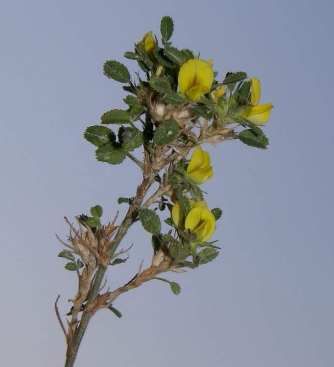 Ononis pusilla L. subsp. pusilla