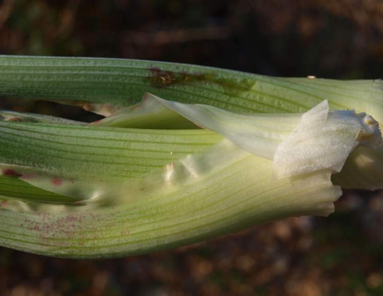 Conium maculatum L.