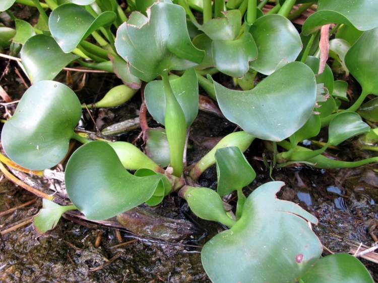 Eichhornia crassipes (Mart.) Solms