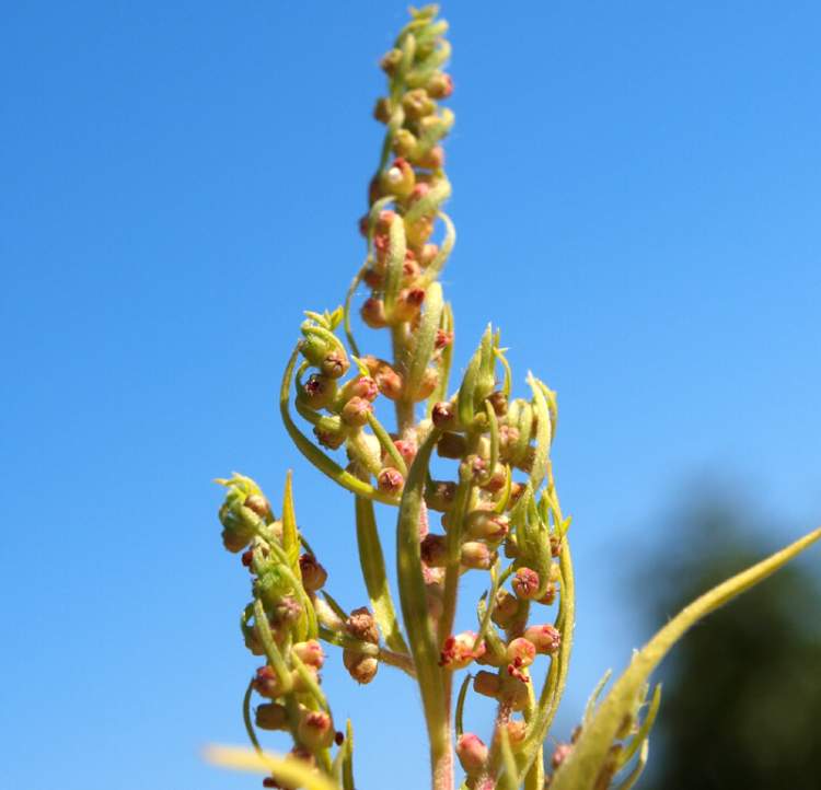 Kochia scoparia (L.) Schrad.