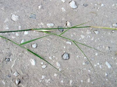 Piptatherum miliaceum (L.) Coss. 