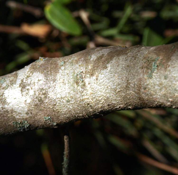 Phillyrea latifolia L.