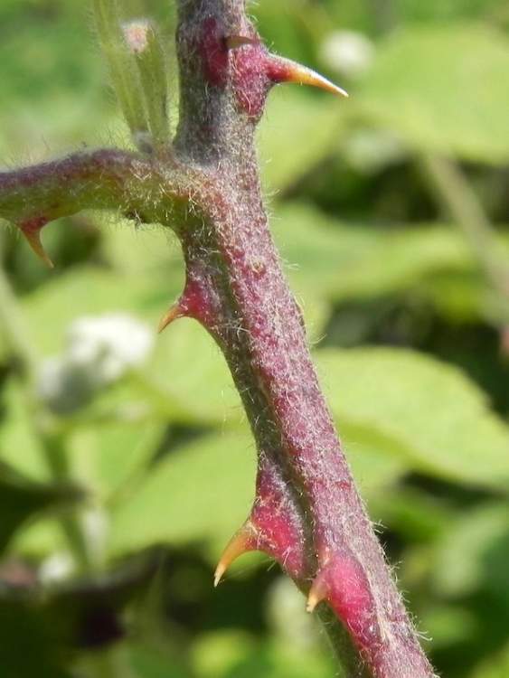 Rubus canescens DC.