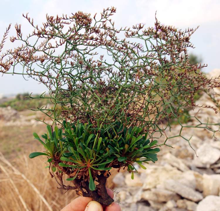 Limonium bellidifolium (Gouan) Dumort.