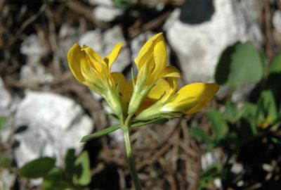 Lotus corniculatus L. 