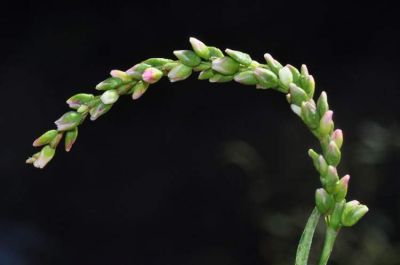 Persicaria hydropiper (L.) Spach 