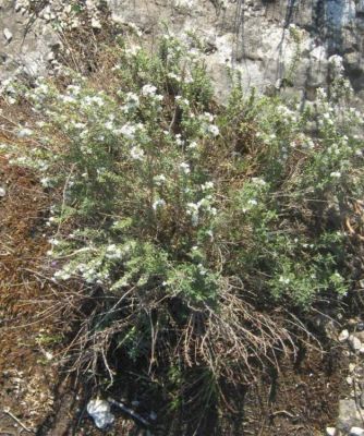 Satureja cuneifolia - 