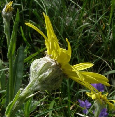 Senecio scopolii subsp. floccosus