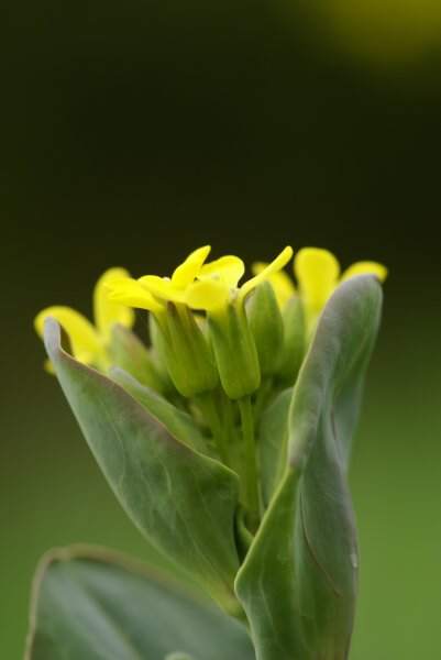 Conringia austriaca (Jacq.) Sweet
