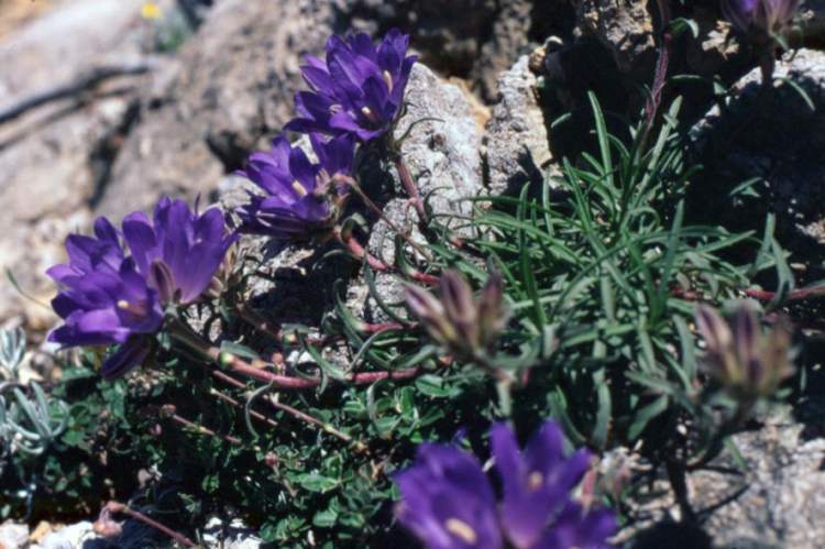 Edraianthus graminifolius (L.) A. DC.