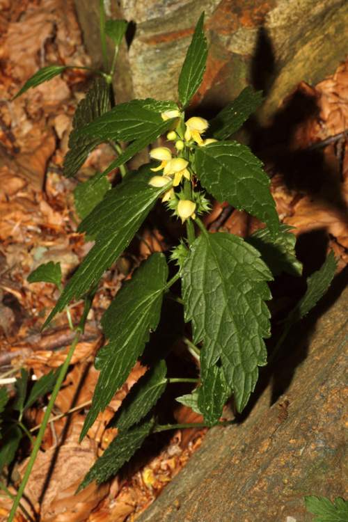 Lamium galeobdolon subsp. montanum (Pers.) Hayek