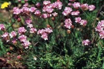 Armeria canescens subsp. nebrodensis - a