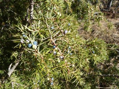 Juniperus communis - a