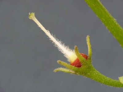 Salpichroa origanifolia - a