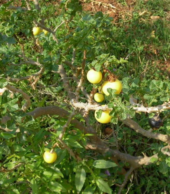 Solanum linnaeanum Hepper & P.-M. L. Jaeger