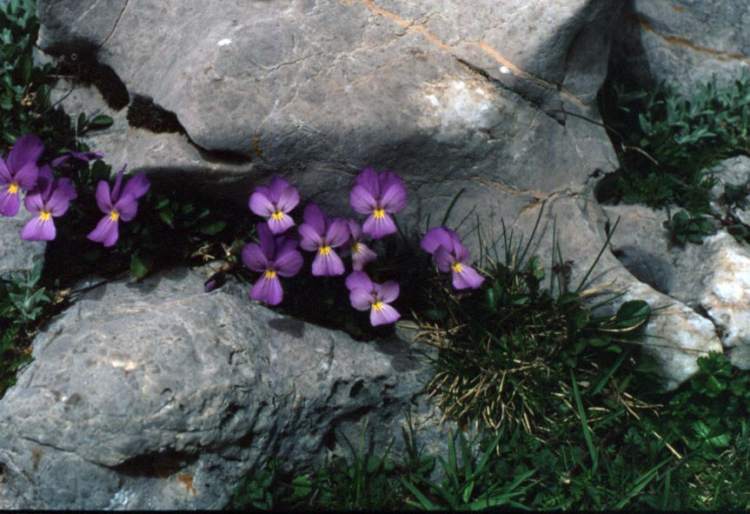 Viola nebrodensis Presl