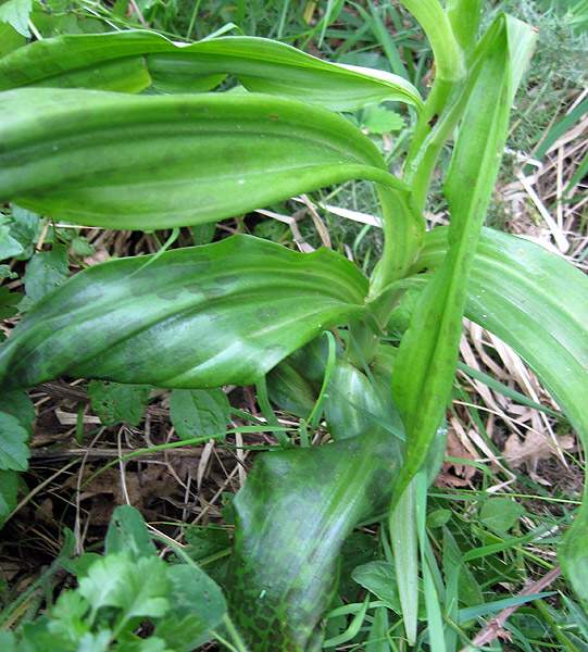 Dactylorhiza maculata subsp. saccifera (Brongn.) Diklic
