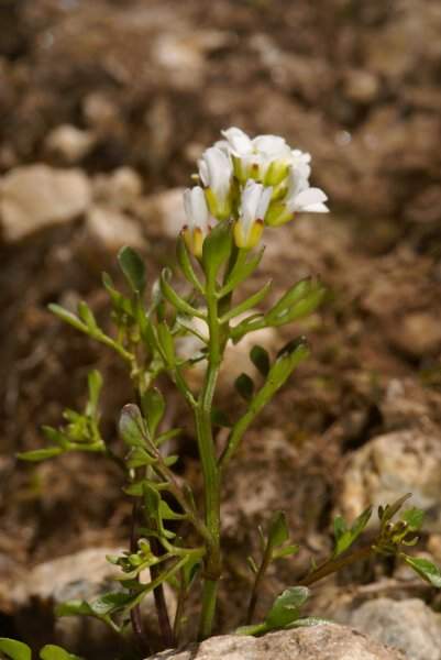 Hornungia alpina (L.) Appel