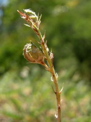 Onobrychis arenaria subsp. arenaria - 