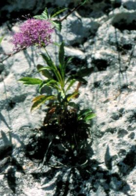 Trachelium caeruleum subsp. lanceolatum - 