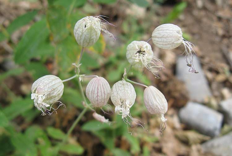 Silene vulgaris subsp. commutata (Guss.) Hayek