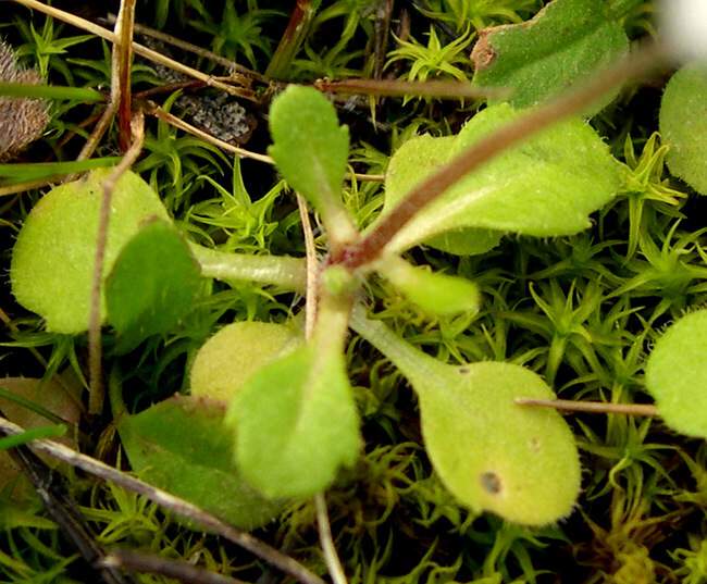 Bellis annua L. subsp. annua