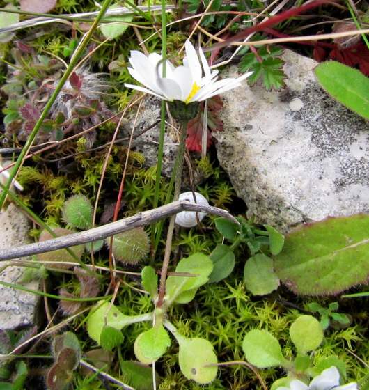 Bellis annua L. subsp. annua