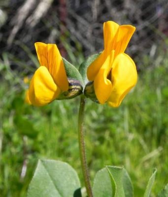 Lotus biflorus - 