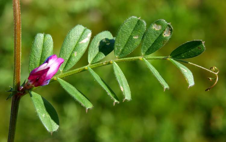 Vicia sativa subsp. sativa