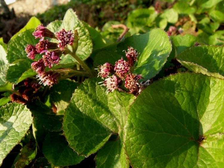 Petasites fragrans (Vill.) C. Presl