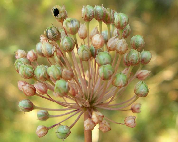 Allium atroviolaceum Boiss.