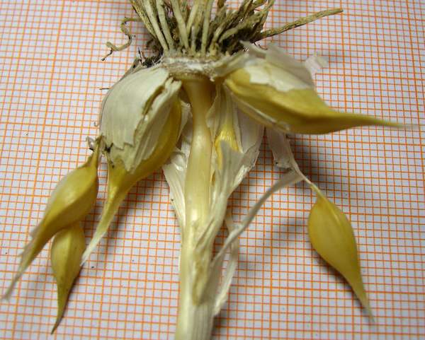 Allium guttatum subsp. sardoum (Moris) Stearn