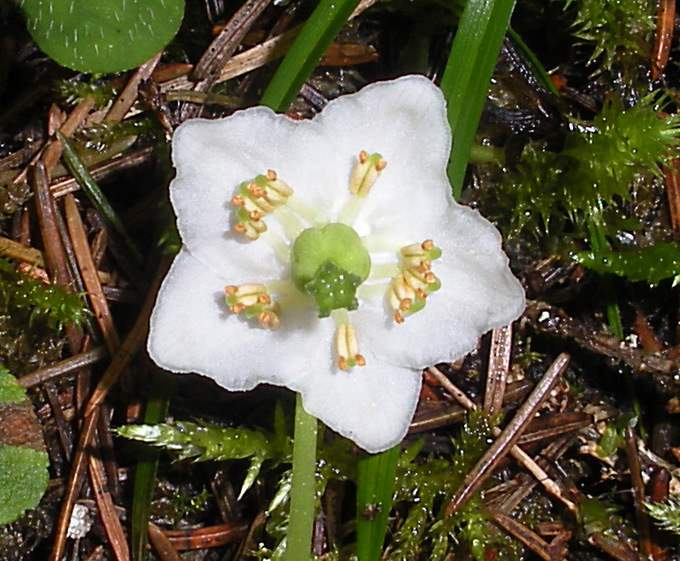 Moneses uniflora