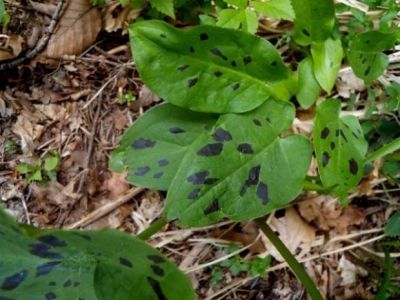 Arum maculatum