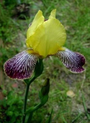 Iris variegata - 