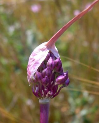 Allium atroviolaceum - 