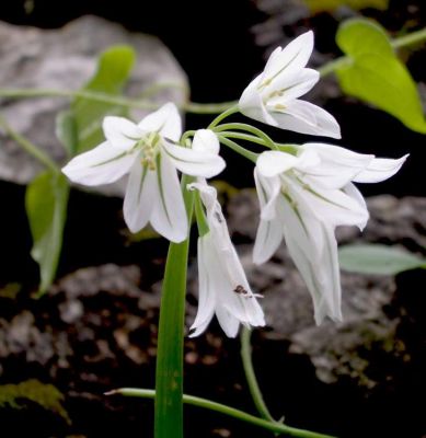 Allium triquetrum L. 