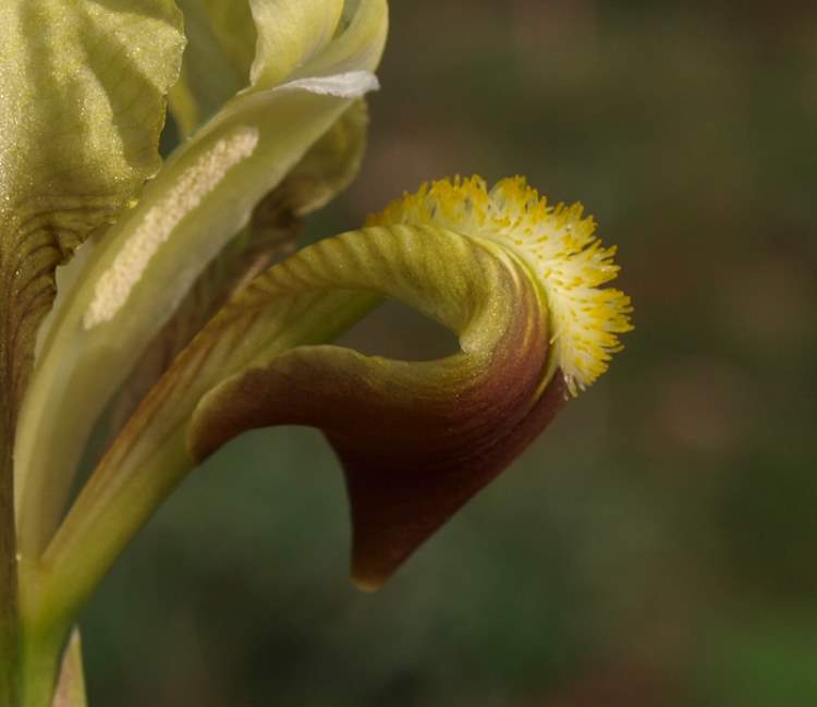 Iris pseudopumila Tineo