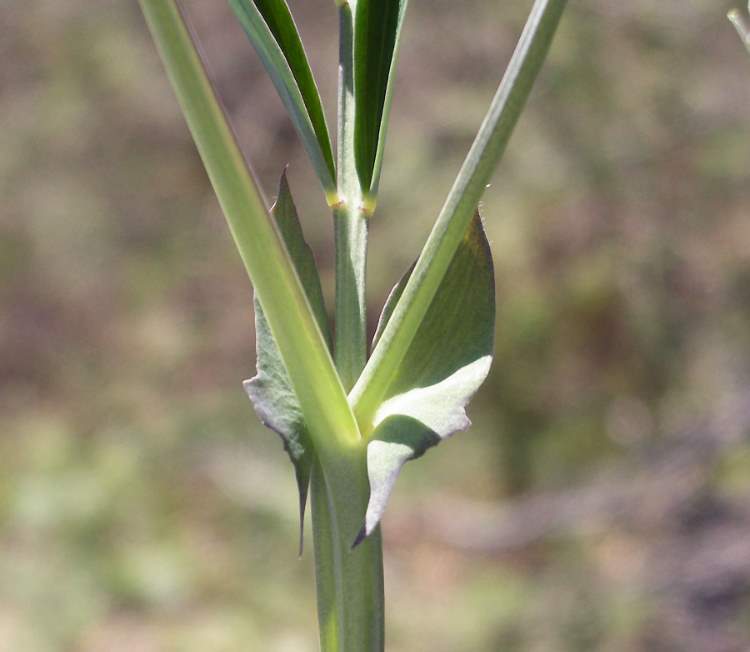 Lathyrus linifolius (Reichard) BÃ¤ssler