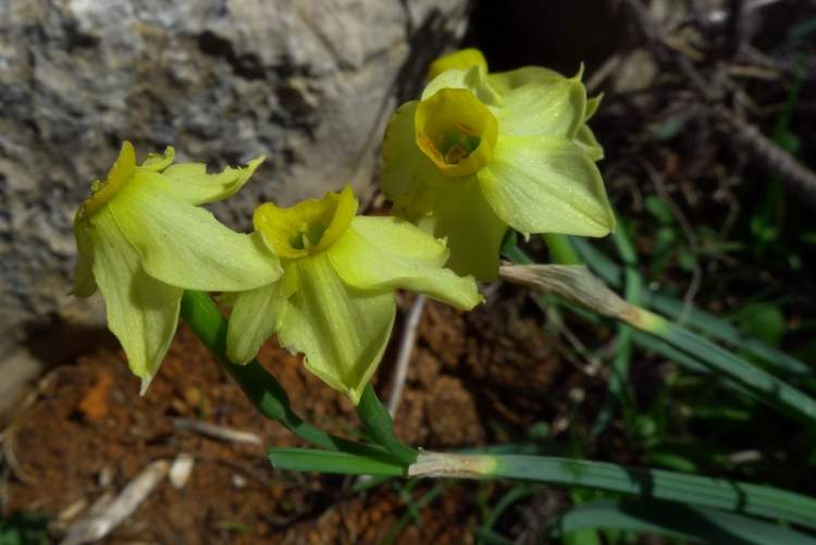 Narcissus supramontanus Arrigoni