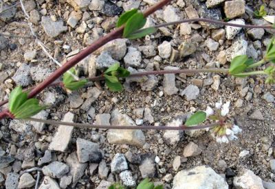 Lotus dorycnium - a