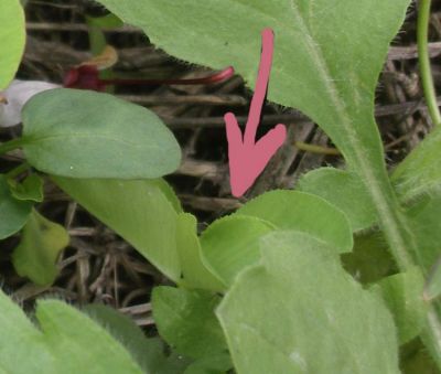 Trifolium nigrescens - a