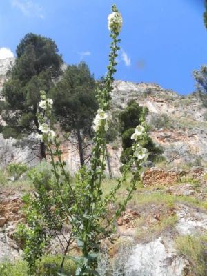 Verbascum creticum (L.) Kuntze 