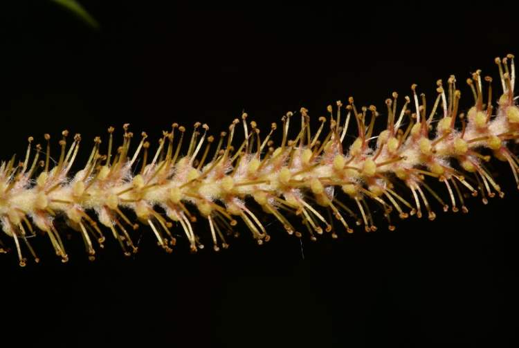 Salix triandra L.
